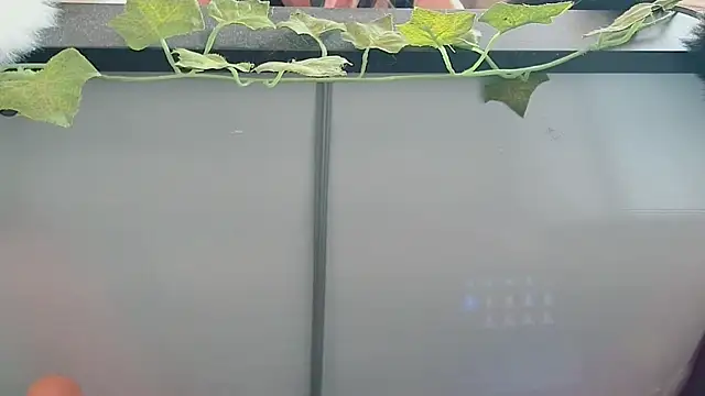 CeriseLapine webcam
