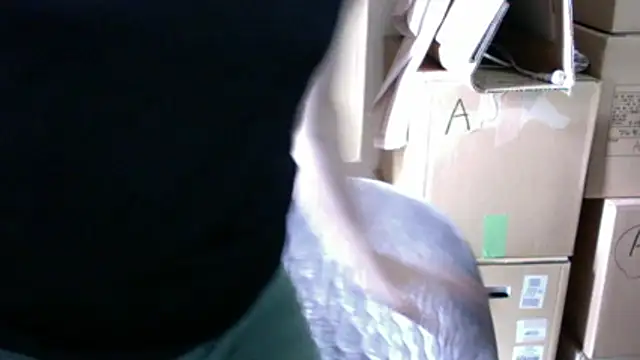 hokuro_kun webcam