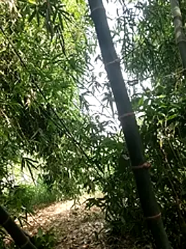 ThethunderPo webcam