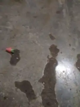 Noscay live cam