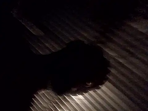 andresj22hot webcam