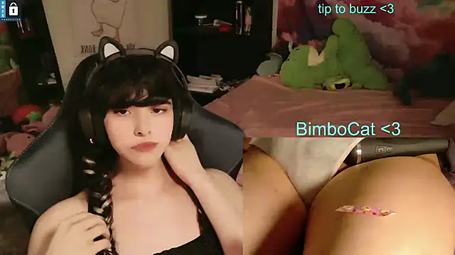 BimboCat webcam