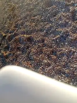 cleopatravodos