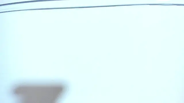 ZeusBrant webcam