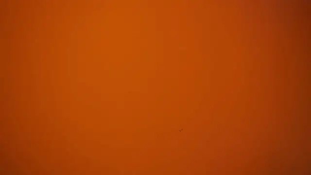 CataleyaSyrene webcam