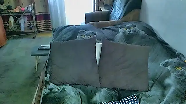 sex2 webcam