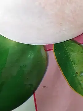 pinkisaha75