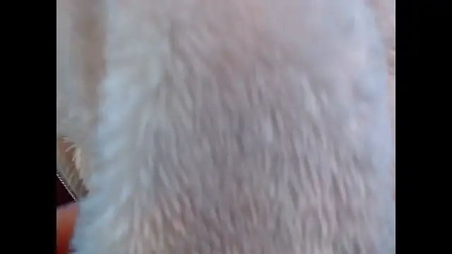 choclatelips_xxx webcam