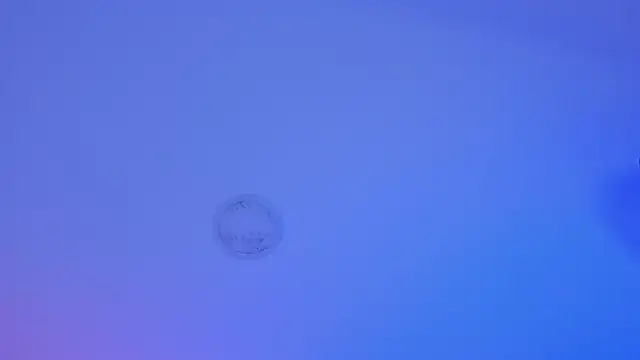 rousemonroe webcam