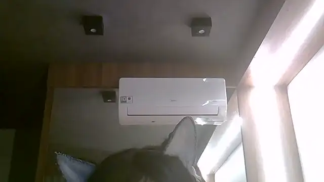 SkinnyKitten webcam