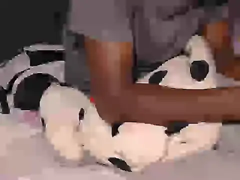 Dic_star webcam