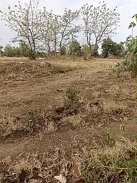 Forest_lover24 live sex cam