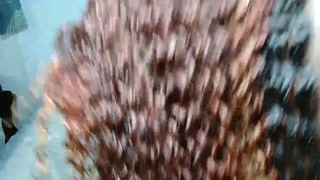 xxebony webcam