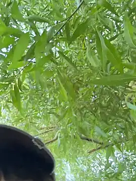 virusDoll webcam