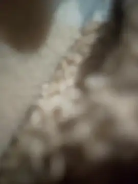 Jevelak459