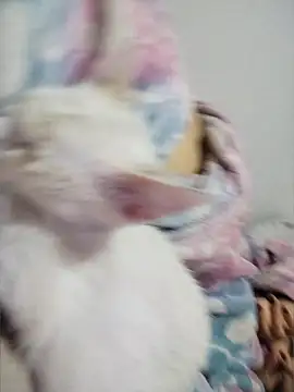 taaylor33 webcam