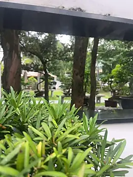 xiaochengzi505 live cam on StripChat