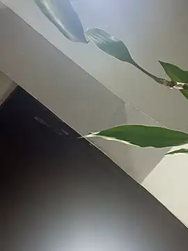 XBODTRIIPX webcam