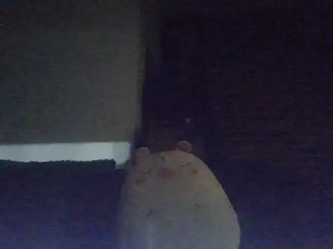 BalkanGirlxxx webcam