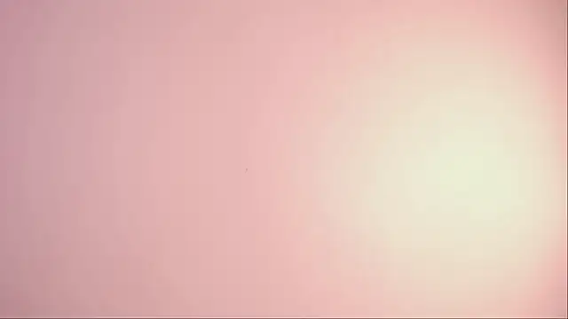 Sunny_flower_ webcam