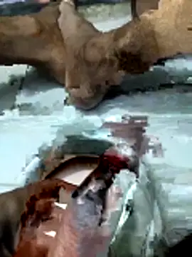 rockymumbai7659 webcam