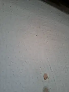 japonesdobrasil webcam