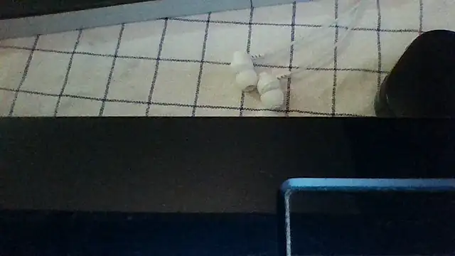st206boy webcam