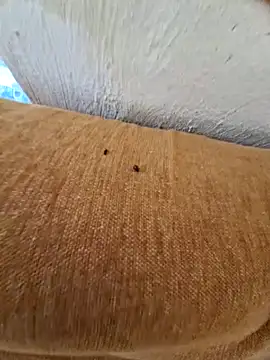 sow700sow webcam