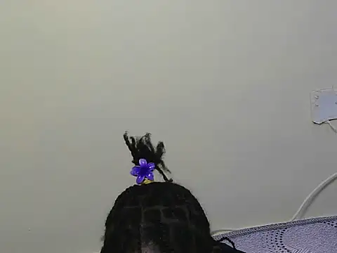 macecce webcam