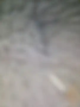 Bellebite444