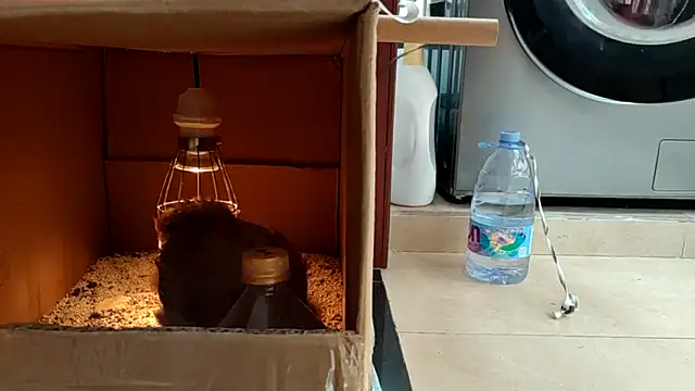 AngelwithEcup webcam