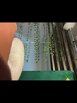 LittleFox___ webcam