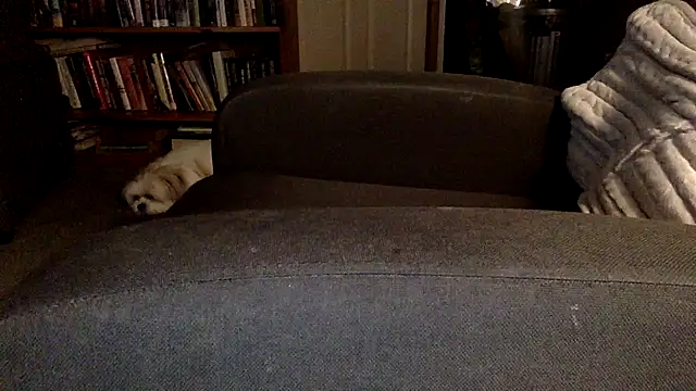 Thorandkitty webcam