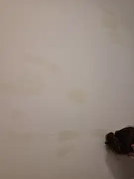 Adivaaa live sex cam