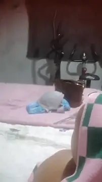 cutehoney92 (F young) - Help me spoil my Queen its her birth day