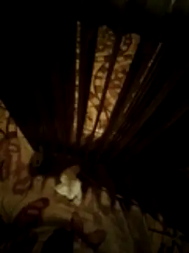 KingBigger webcam