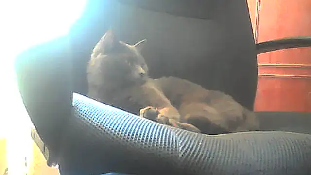 nastena70 webcam
