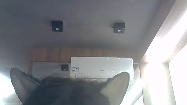 SkinnyKitten webcam