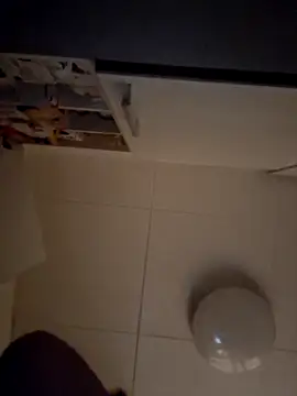 Javier_bear webcam