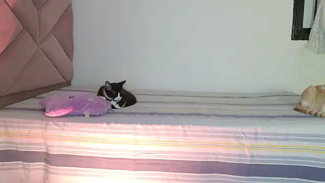 eva_sin18 webcam