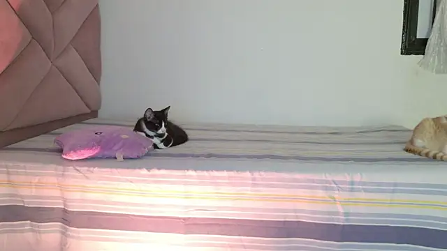 eva_sin18 webcam