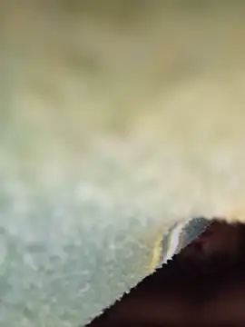 TrustingTranche webcam