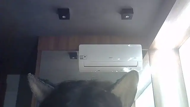 SkinnyKitten webcam