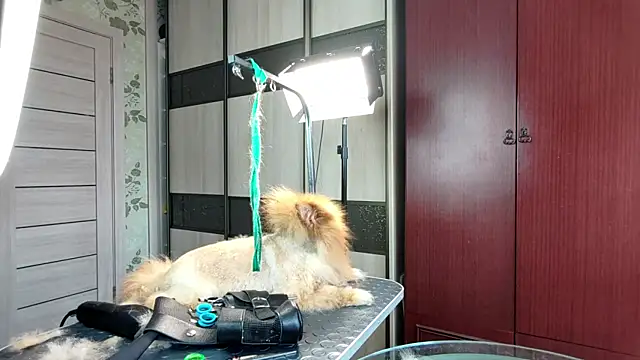 DainaCampagnini webcam