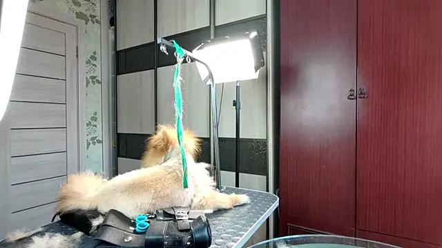 DainaCampagnini webcam