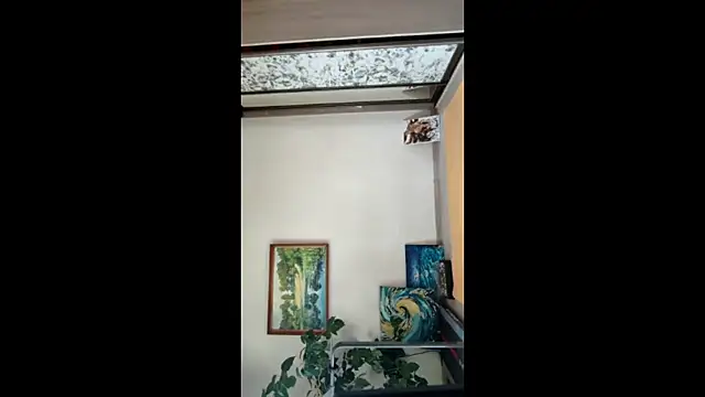 DainaCampagnini webcam