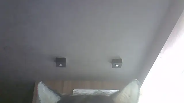 SkinnyKitten webcam