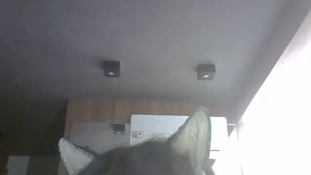 SkinnyKitten webcam