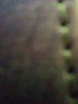 Steevengjgftkjhtek webcam