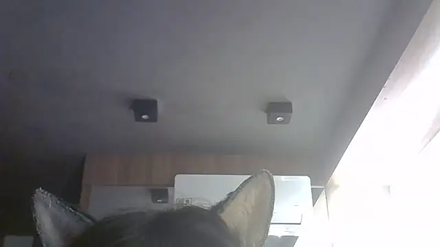 SkinnyKitten webcam